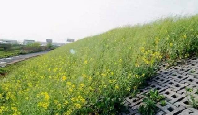 所述河坝的前侧设置有垱水堤